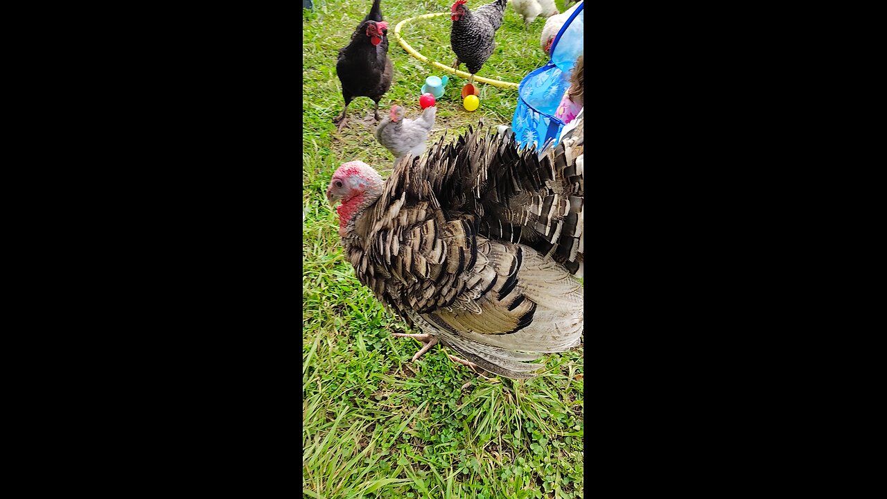 Turkey a "Puffing" at me.