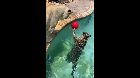 The leopard plays water polo.