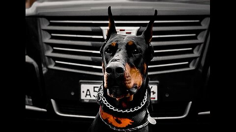 Prison Break FAIL 🐕🚔 Dog Caught by Cat Guards