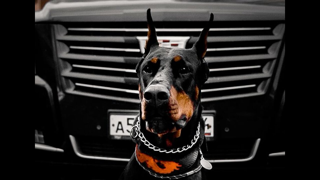 Prison Break FAIL 🐕🚔 Dog Caught by Cat Guards