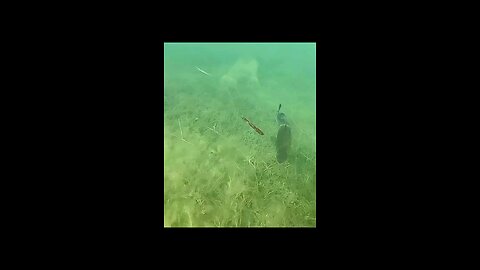 fish eat frog