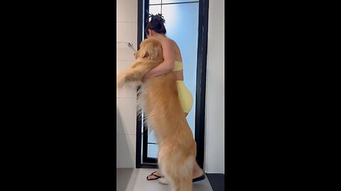 Immersive bathing for golden retrievers.