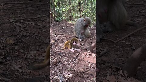 ask mom to hug monkey