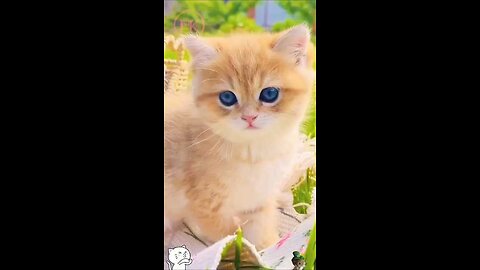 Cute baby kittens 🥰😛🥰 #shorts