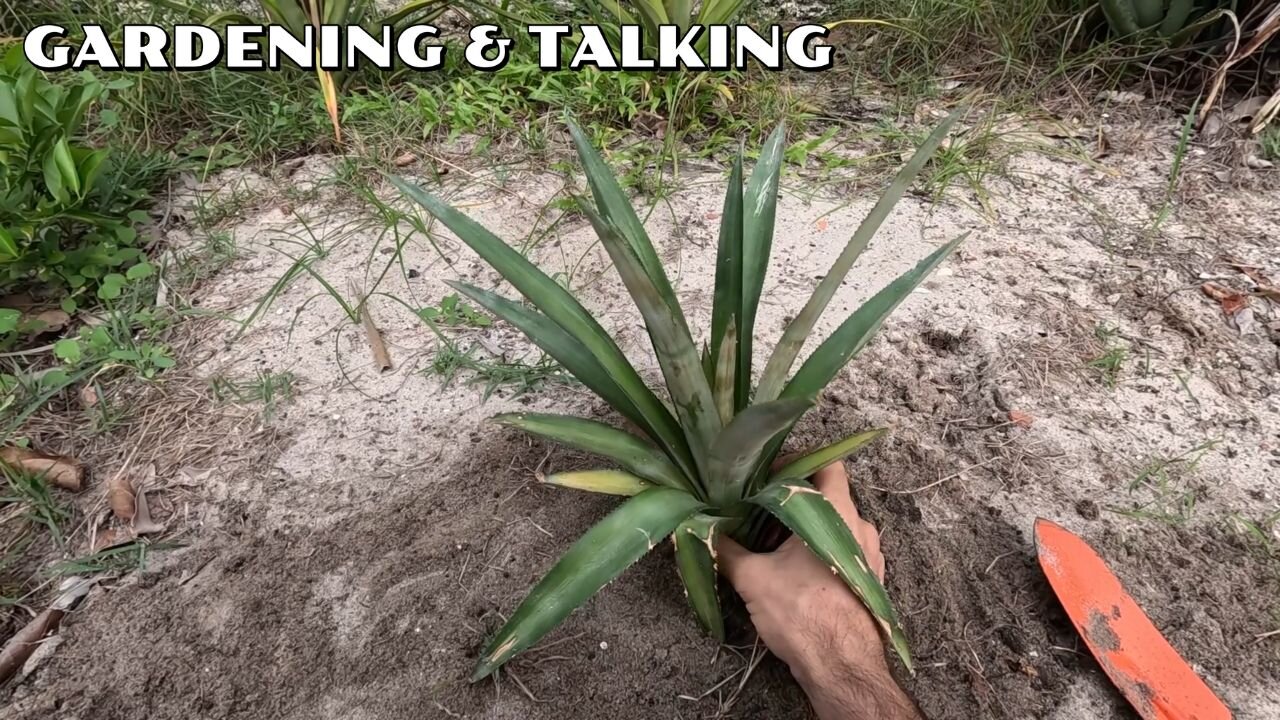 Check out my Gardening Skills I Nature is Beautiful