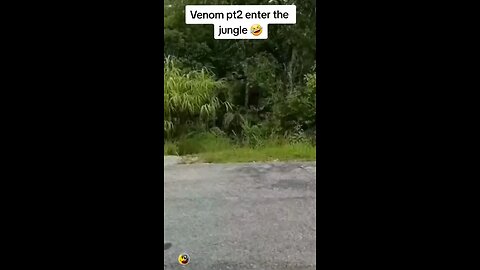 Funny Animals