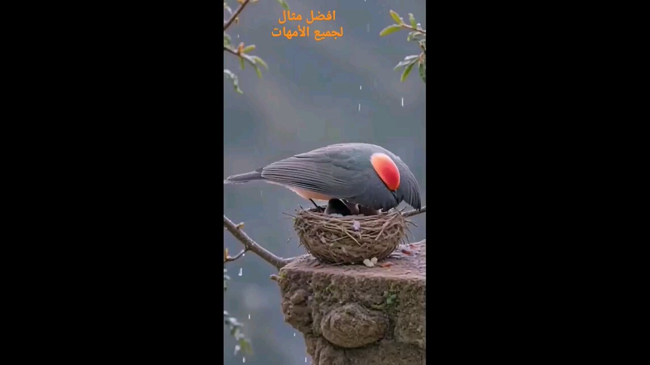 A bird protects its chicks.
