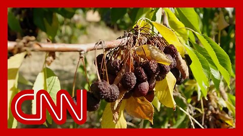 Meet the farmworkers in hiding as crops rot