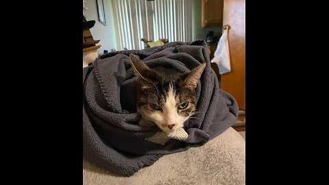 A selection of funny moments with animal #8