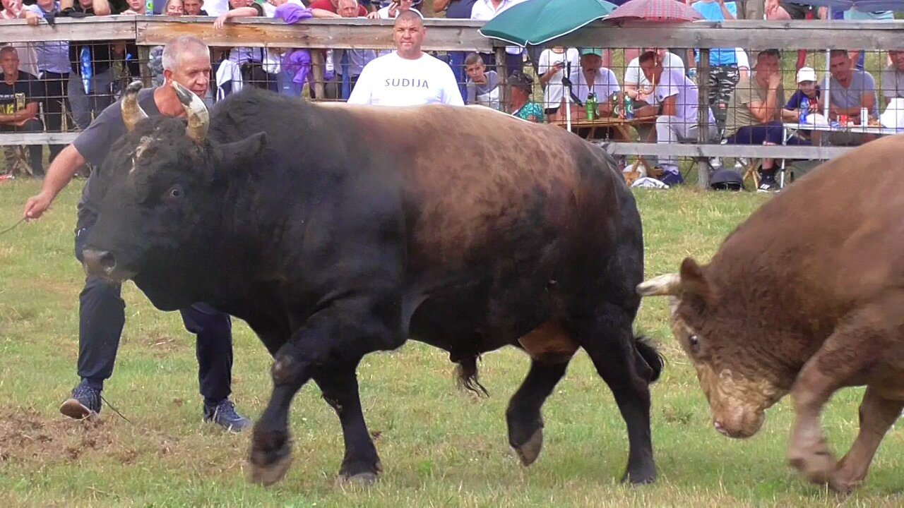 Korida Lisovići Srebrenik kod Ize