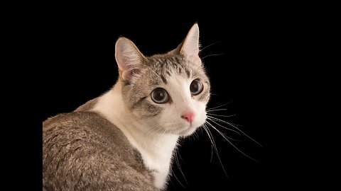 cat funny moment