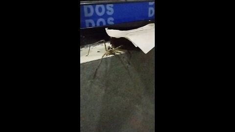 Spinne