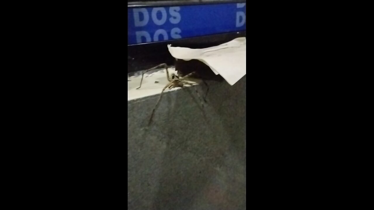 Spinne
