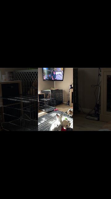 Hey! I know them! How did they get in the TV?? #texasheeler #puppy #dog #yankeefree @truckerzeus