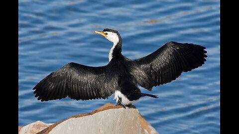 Cormmorant Bird