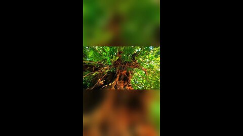 Cinematic shot of an old giant Banyan tree...