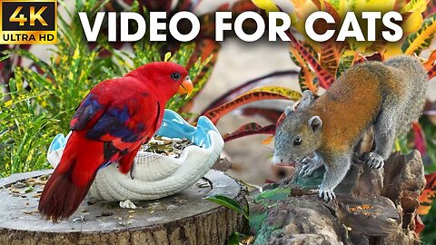 Video for Cats to Watch – Mesmerizing Birds in the Forest - CatTV Central