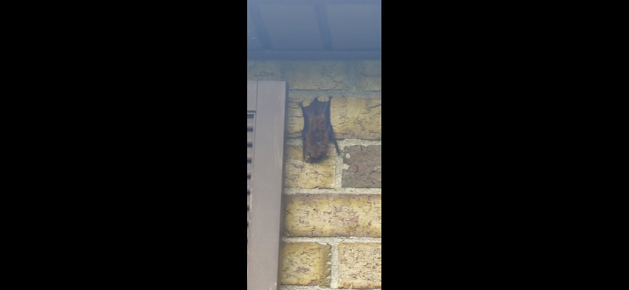 This is just a little BATTY! 🦇🦇
