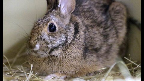 Trump Admin EPA to Eliminate All Animal Testing