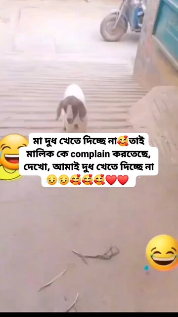 Funny Animal (part 01)