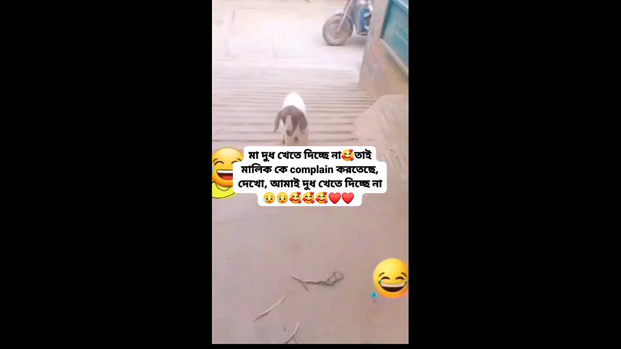 Funny Animal (part 01)