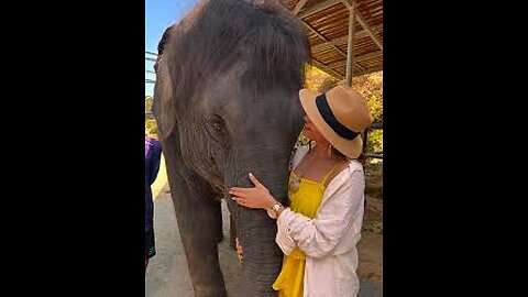 🌳🐘 “This Elephant Grew Up, But Never Out of Cuteness!”