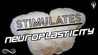 Lion’s Mane — The Best Nootropic Mushroom