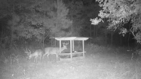 (FOX)The Chicken getters and some nice growing Bucks