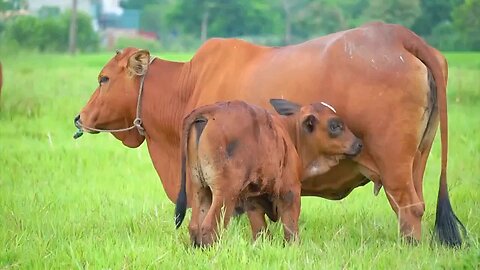 collection of cute animal sounds. cow,cat, chcken, dog ,sheep cat, horse- cute animal moments