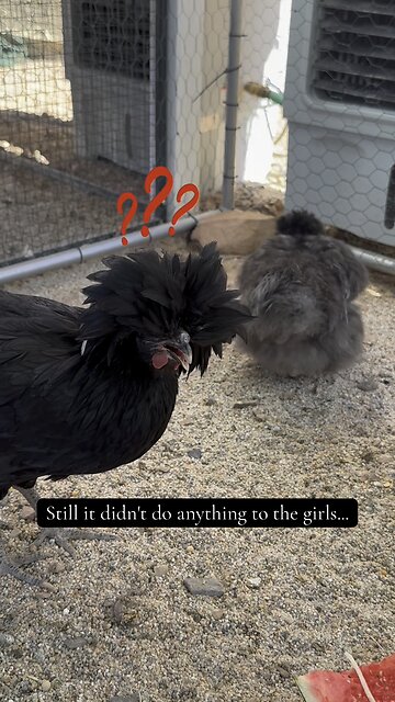 Silkie Rooster Tidbitting Sound