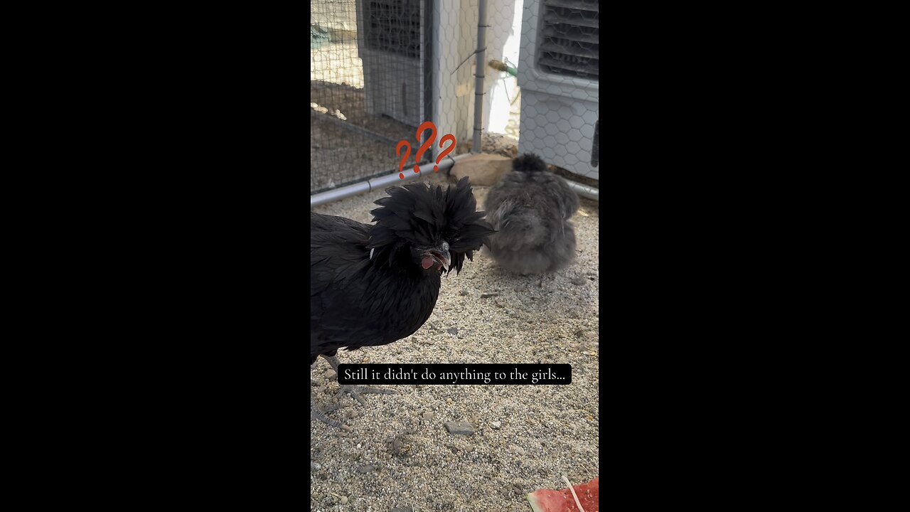 Silkie Rooster Tidbitting Sound