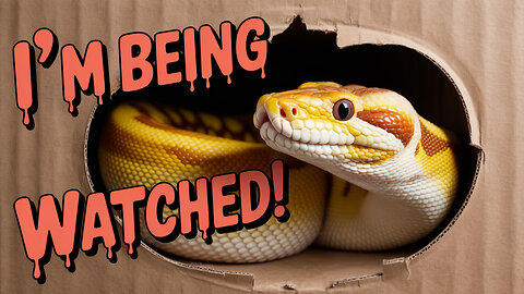 Is My Ball Python SPYING On Me?