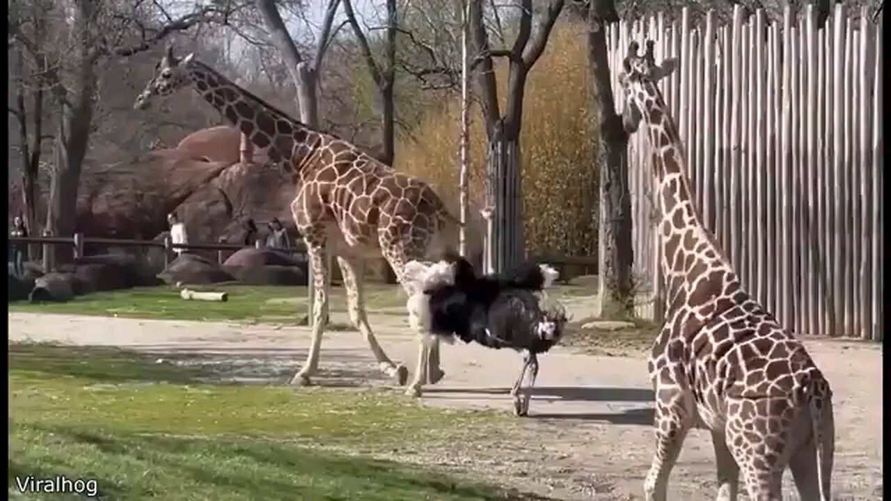 funniest videos ever