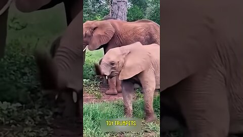 Baby Elephants Are Basically Toddlers 😂🐘 #Shorts #CuteAnimals #FunnyAnimals #AnimalShorts #PetLovers