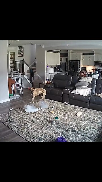 Un perro provoca un incendio al masticar una batería de litio