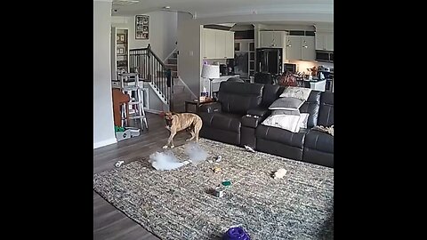 Un perro provoca un incendio al masticar una batería de litio