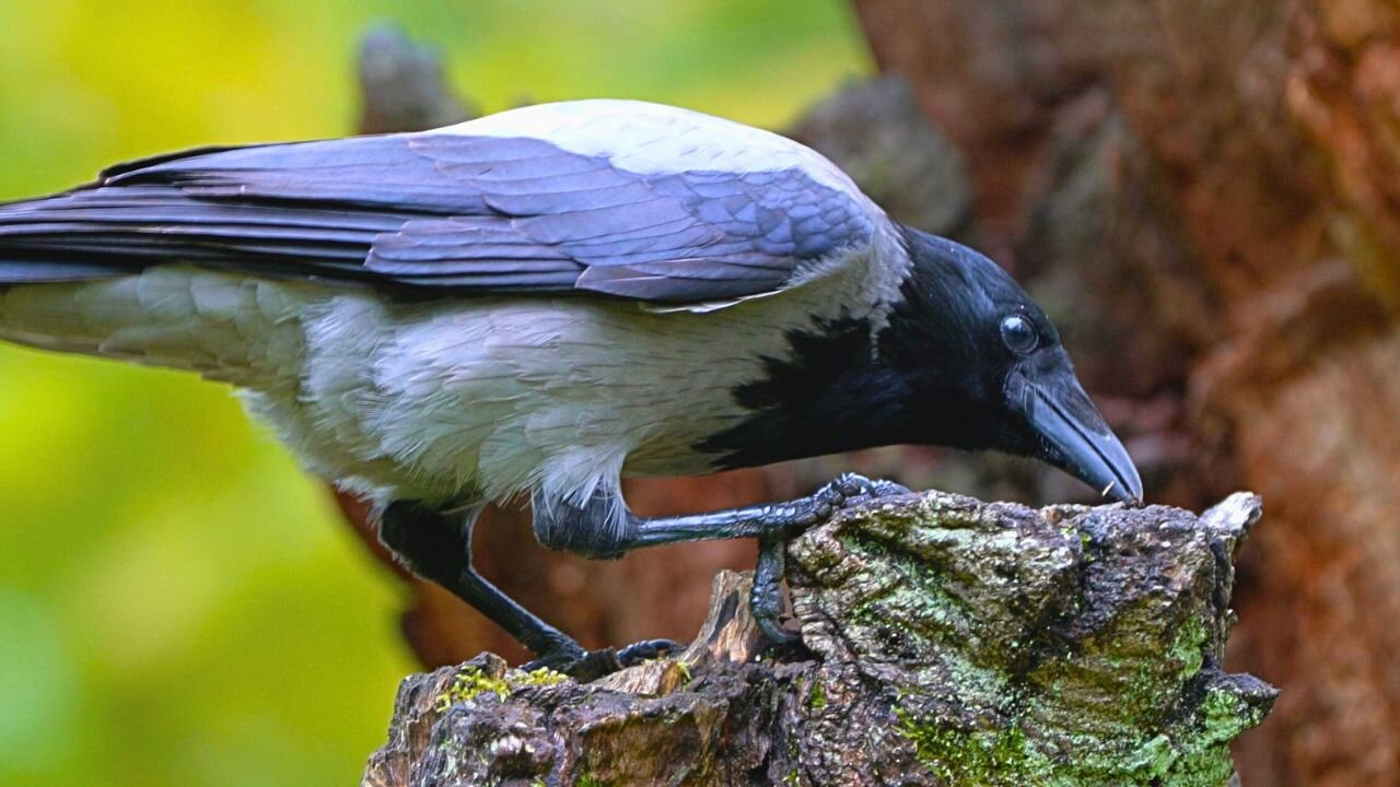 Hooded Crows Eating From the Tree Stump