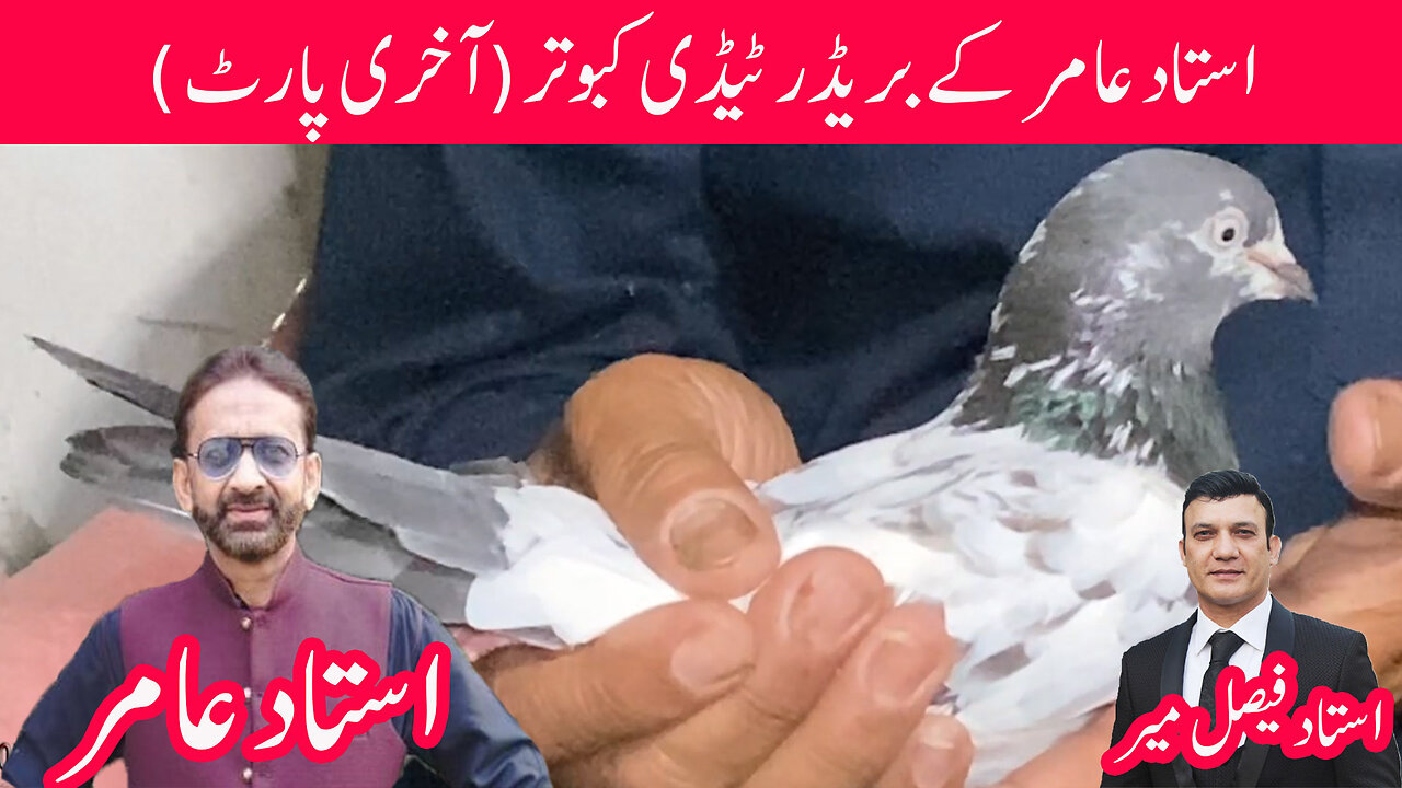 Last Part Of Ustad Amir Tipu Breeder Pigeons Watch In HD Urdu/Hindi
