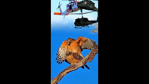 ‎HELICOPTER HICCUP: Two Birds ‎Photobomb Flight Path ‎🚁😱😎🦅🦅 #short