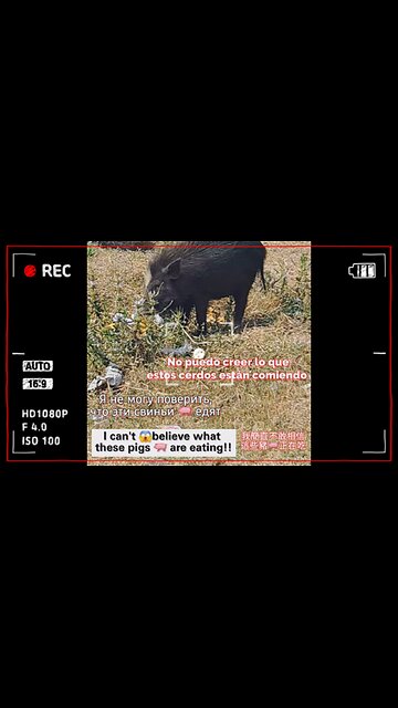 Bringing farmyard fun to your feed with its adorable chomping!