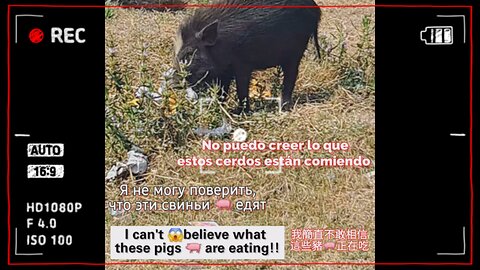 Bringing farmyard fun to your feed with its adorable chomping!