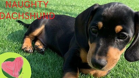 Teckel Dogs naughty funniest Moment Videos Compilation | Dachshund Dogs Funny moment Videos