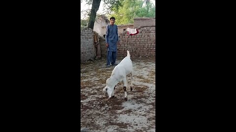 my goat vedio