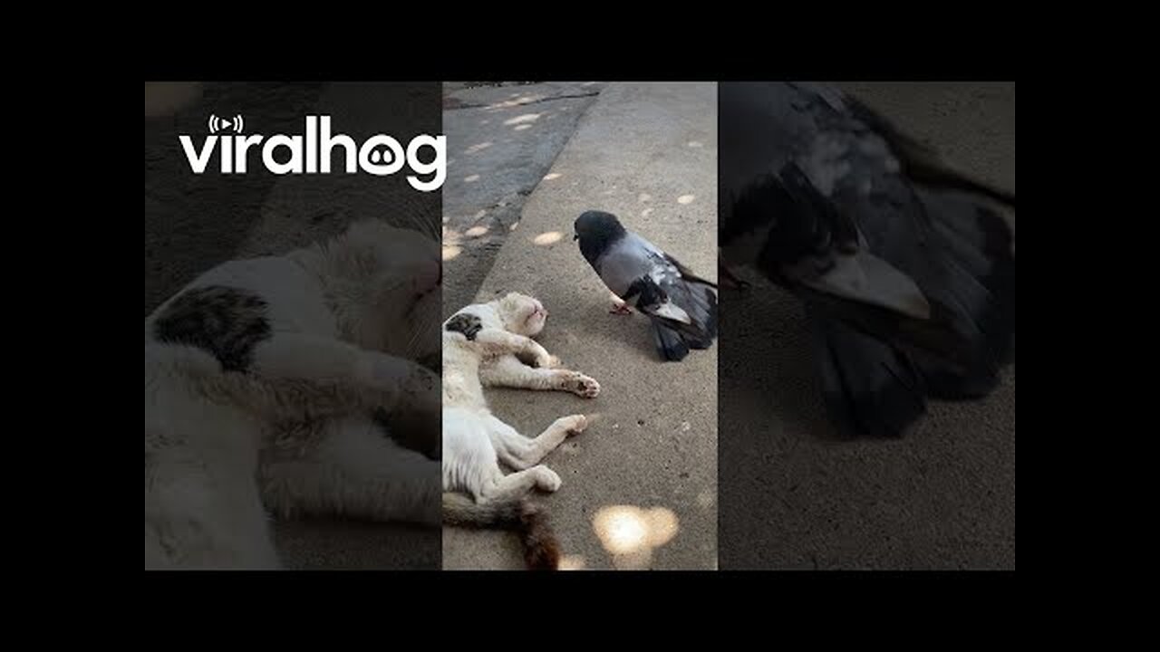 Pigeon 🐦🐈😺 wakes up sleeping cat || ViralHog