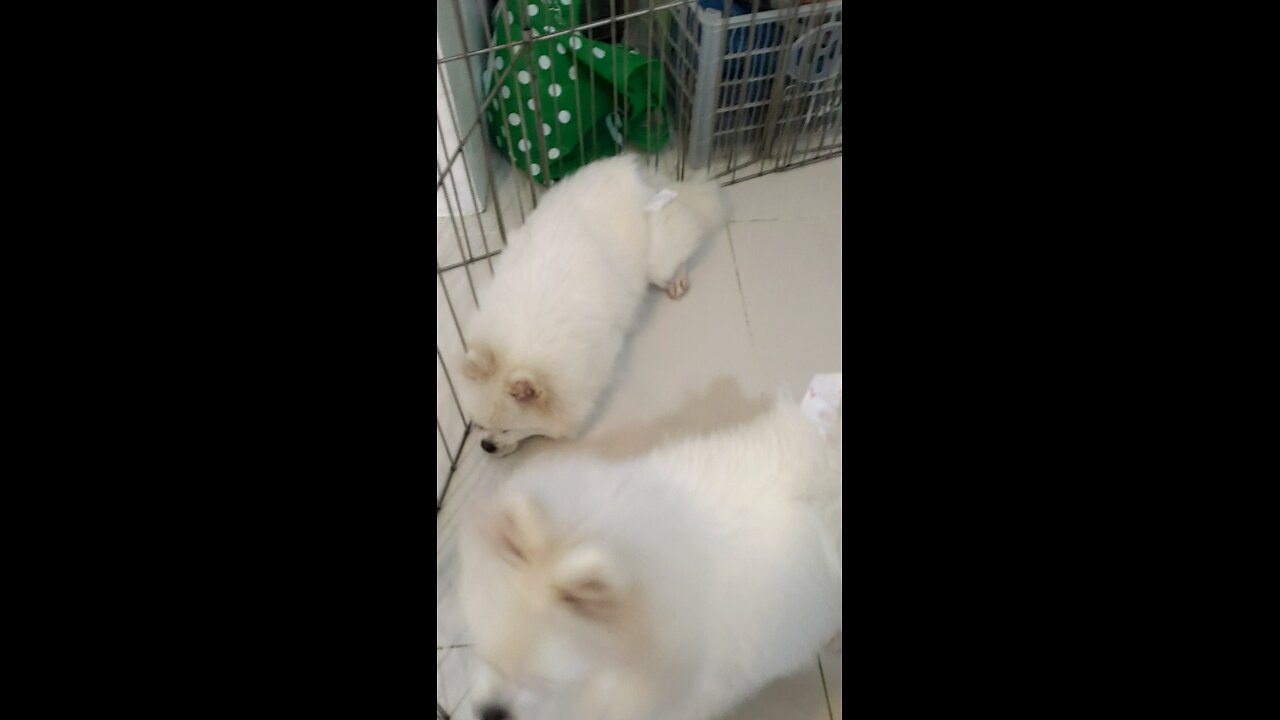 Blind Dog and One eye Dog