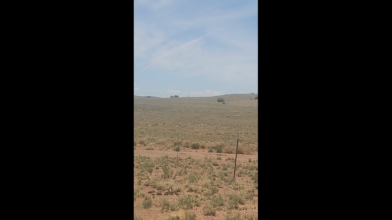 Antelope