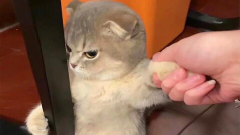 CAT Is Beyond Funny And Cute - Funny Pet Videos