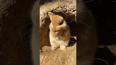The little rabbit standing at the entrance of the cave washing its face Cute pet debut plan Rabb