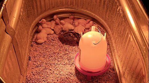 Sleeping Baby Pekin Ducks