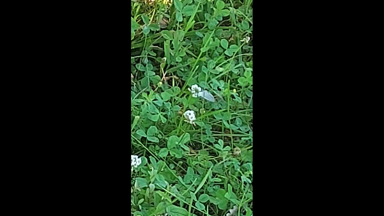 butterfly 5of6